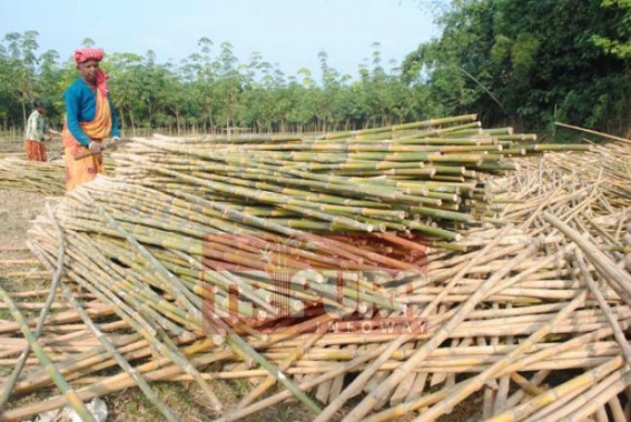 Bamboo plantation gains momentum in Tripura